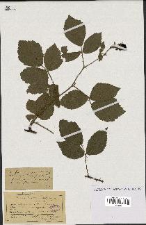 spécimen de Rubus humilis