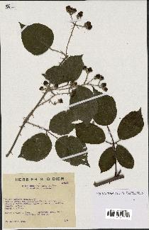 spécimen de Rubus godronii