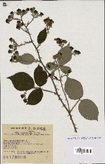 spécimen de Rubus godronii