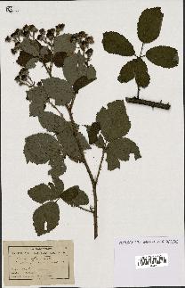 spécimen de Rubus affinis