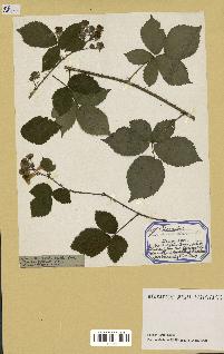 spécimen de Rubus sp.