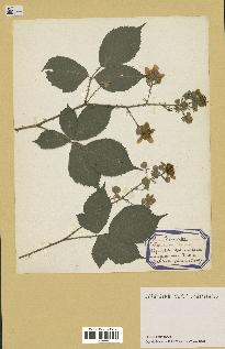 spécimen de Rubus sp.