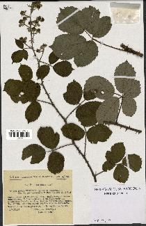 spécimen de Rubus vestitus