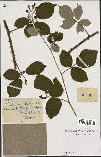 spécimen de Rubus vestitus