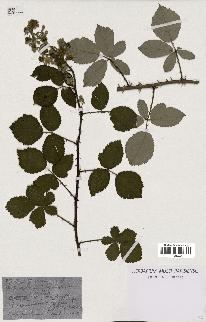 spécimen de Rubus leucanthemus