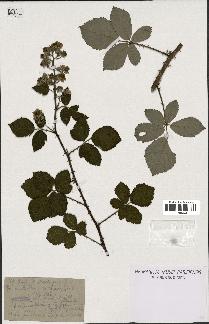 spécimen de Rubus leucanthemus