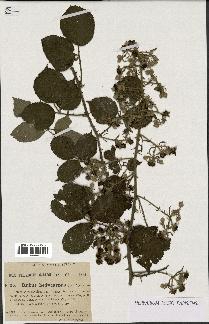 spécimen de Rubus hedycarpus