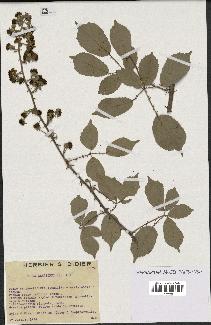 spécimen de Rubus lemaitrei