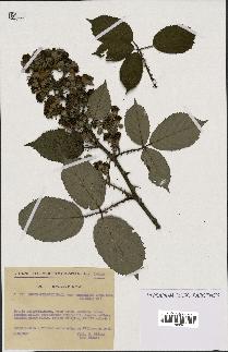 spécimen de Rubus gilloti