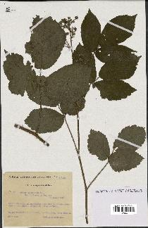 spécimen de Rubus glaucellus