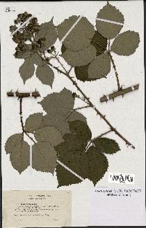 spécimen de Rubus procerus