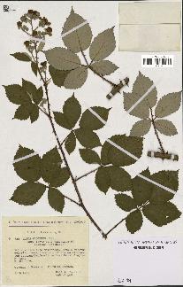 spécimen de Rubus procerus