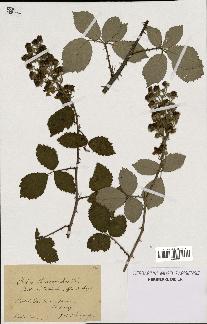 spécimen de Rubus thyrsanthus