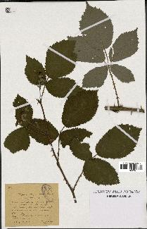 spécimen de Rubus thyrsanthus