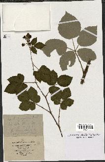 spécimen de Rubus propinquus