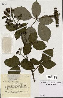 spécimen de Rubus procerus