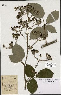 spécimen de Rubus procerus