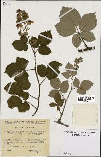 spécimen de Rubus procerus