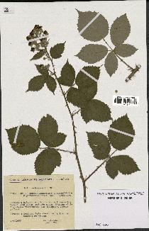 spécimen de Rubus procerus