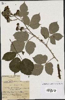 spécimen de Rubus procerus