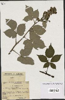 spécimen de Rubus procerus