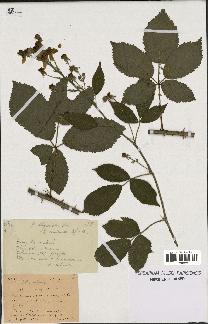 spécimen de Rubus thyrsoideus