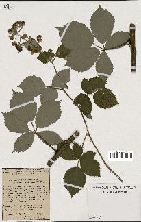 spécimen de Rubus thyrsoideus