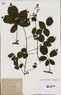 spécimen de Rubus carneistylus