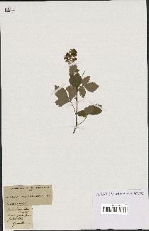 spécimen de Rubus tomentosus