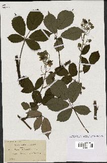 spécimen de Rubus clethrophilus