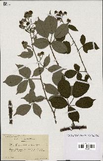 spécimen de Rubus clethrophilus