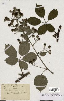 spécimen de Rubus clethrophilus