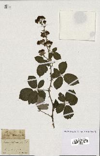 spécimen de Rubus fruticosus