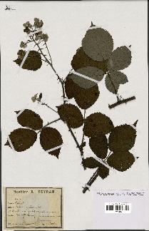 spécimen de Rubus lasiothyrsus