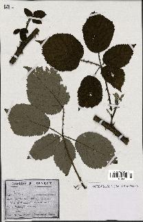 spécimen de Rubus argenteus