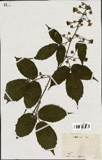 spécimen de Rubus sp.