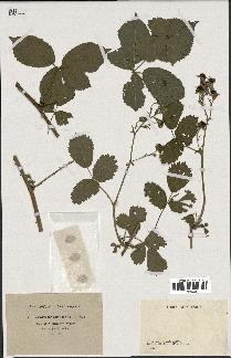 spécimen de Rubus roseiflorus