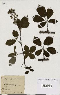 spécimen de Rubus occiduus