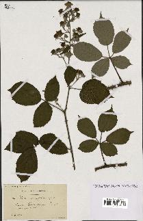 spécimen de Rubus clethrophilus