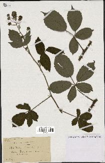 spécimen de Rubus clethrophilus