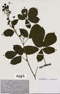 spécimen de Rubus clethrophilus