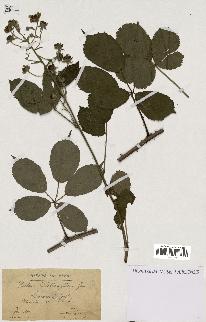 spécimen de Rubus clethrophilus