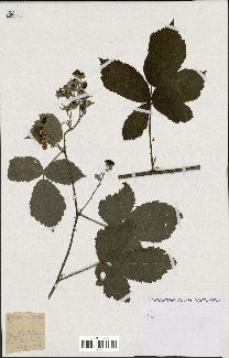 spécimen de Rubus sp.