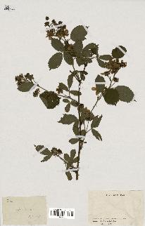 spécimen de Rubus sp.