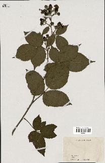 spécimen de Rubus sp.