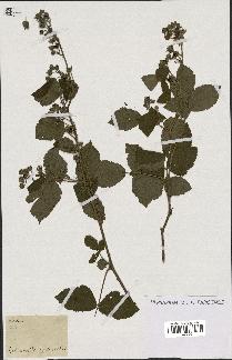 spécimen de Rubus sp.