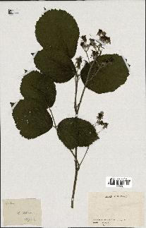 spécimen de Rubus sp.