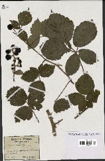 spécimen de Rubus silvaticus