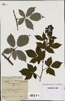 spécimen de Rubus thyrsoideus