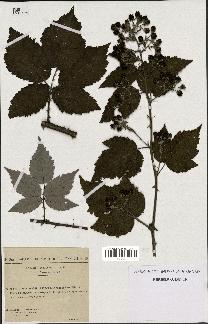 spécimen de Rubus thyrsoideus